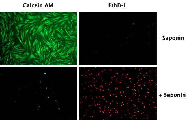 Cell Viability And Cytotoxicity Assay